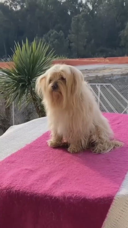 Cepillos secador para mascotas🐕